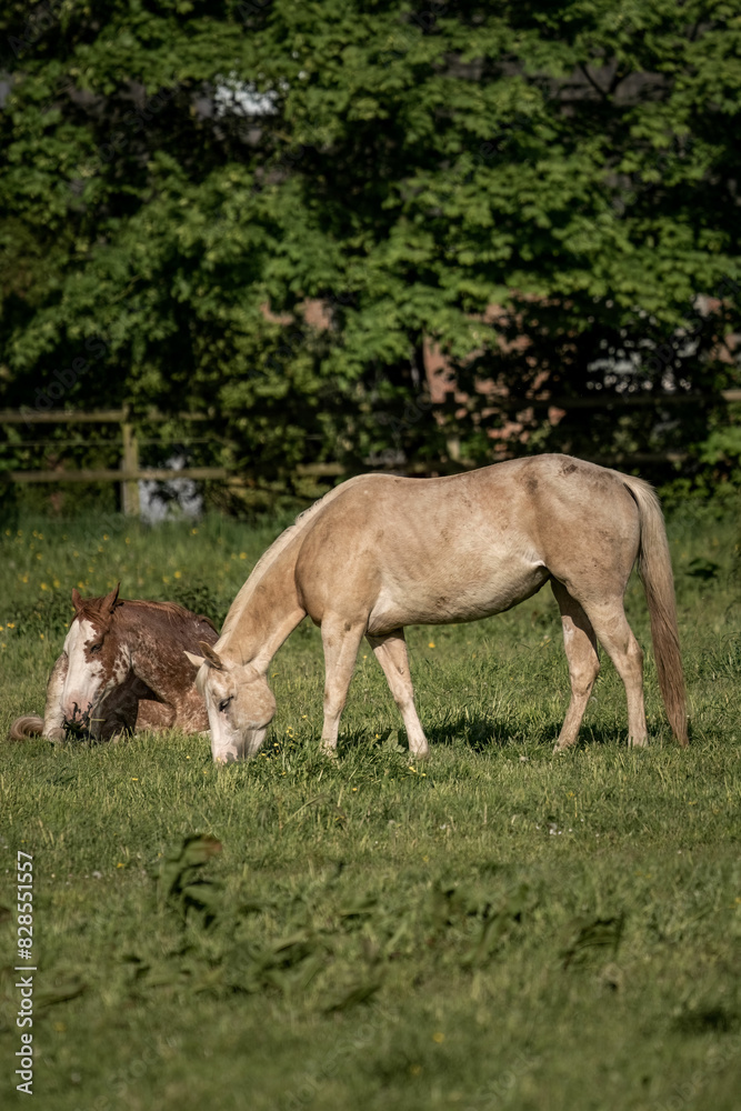 A white horse grazing on grass in field with other horses A white horse grazing on grass in field with other horses
