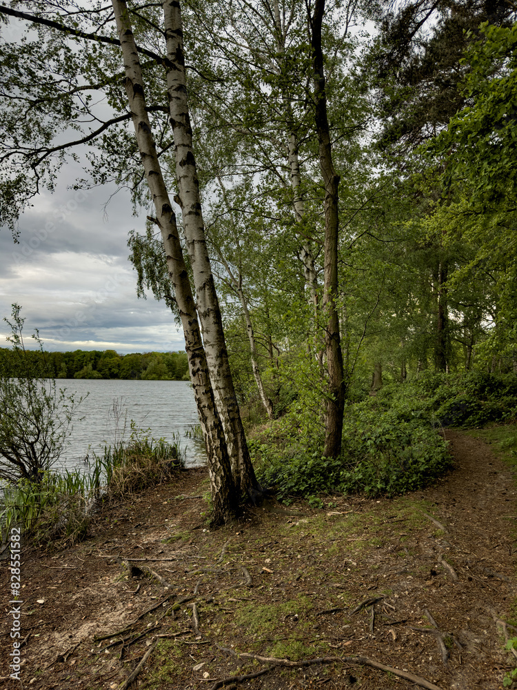 Scenic lake with lush greenery and trees Scenic lake with lush greenery and trees