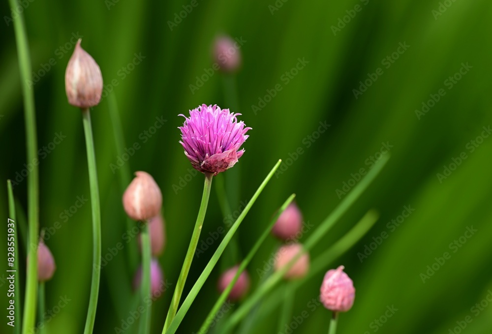 Bouquet of flowers in pink and green tones Bouquet of flowers in pink and green tones