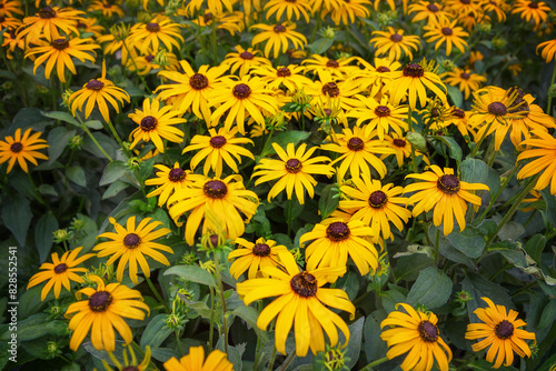 Coneflowers  echinacea  are one of America s native wildflowers  beloved by butterflies  bees  and songbirds