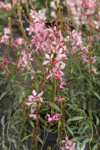 Oenothera lindheimeri, clockweed, pink gaura, and Indian feather. An ornamental plant photo