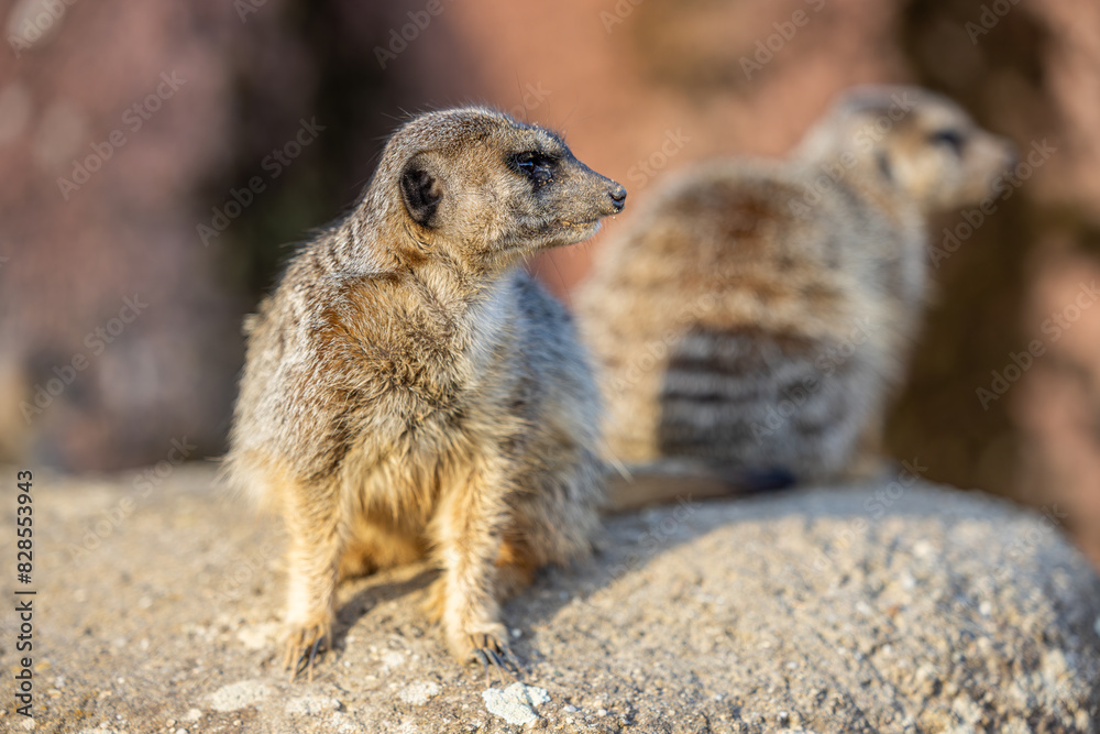Naklejka premium Close-up of an adorable Meerkats on a rock