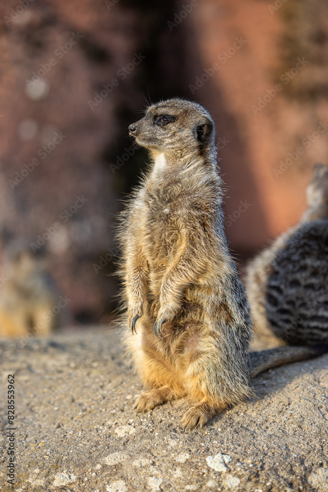 Fototapeta premium Close-up of an adorable Meerkat on a rock