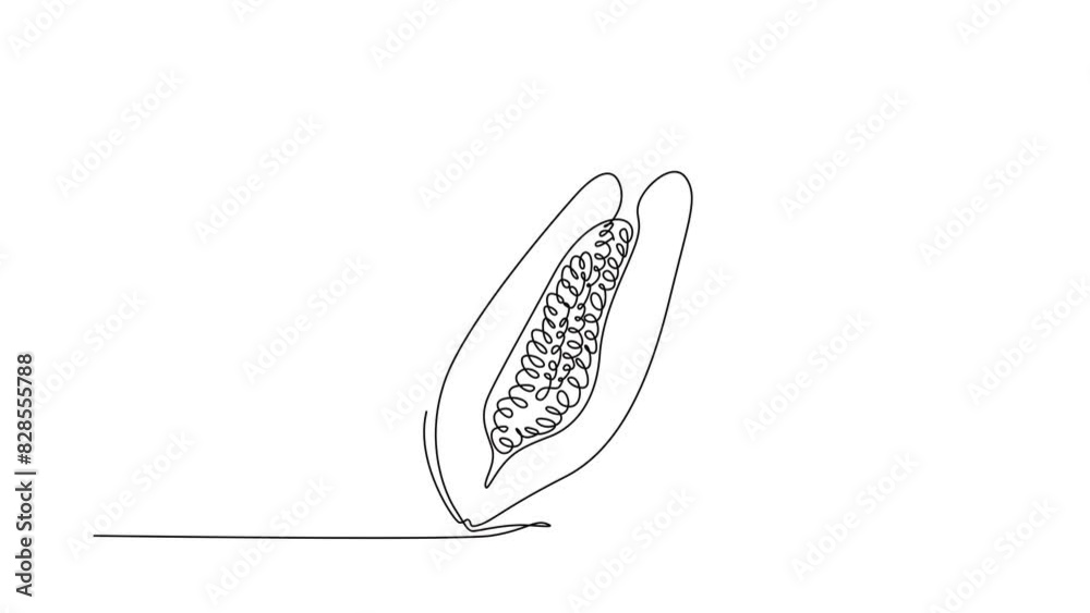Animated self drawing of continuous line draw of half sliced and whole healthy organic sweet papayas for orchard logo. Fresh summer fruitage concept fruit garden icon. Full length one line animation Animated self drawing of continuous line draw of half sliced and whole healthy organic sweet papayas for orchard logo. Fresh summer fruitage concept fruit garden icon. Full length one line animation