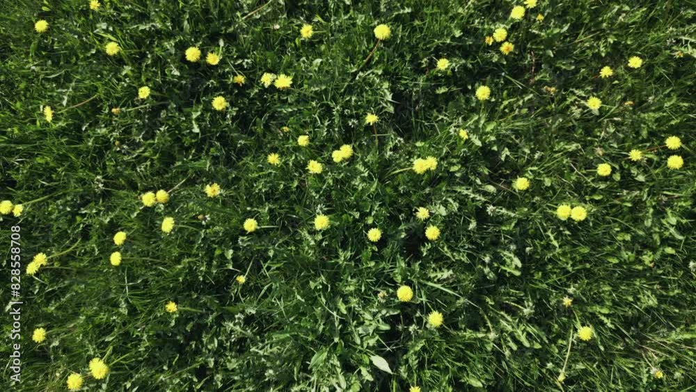 Aerial drone shot of sunlit green meadow with plants and wildflowers in England, Uk Aerial drone shot of sunlit green meadow with plants and wildflowers in England, Uk