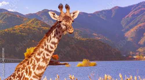 Giraffe muzzle with long ne...
