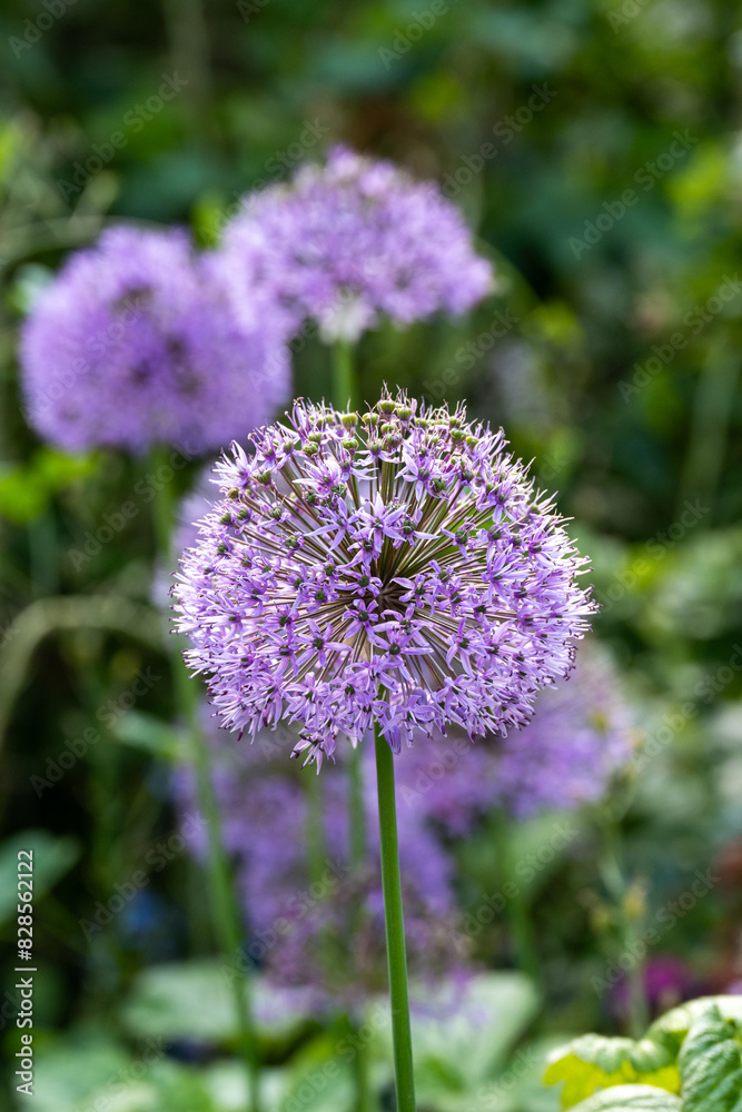 Obraz premium giant allium