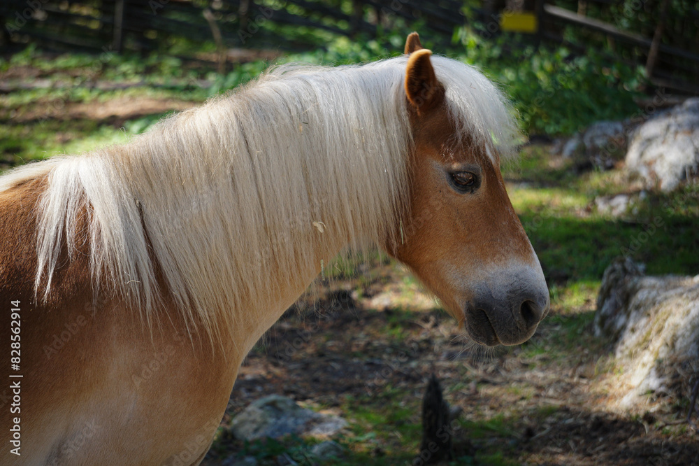 Side view of horse standing on field