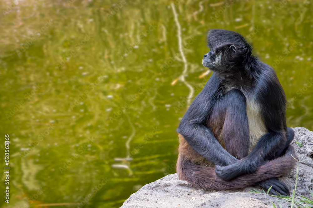 Obraz premium Monkey seated near water in a natural setting.