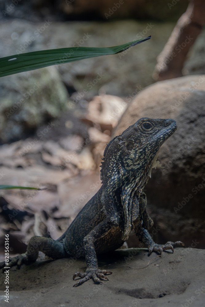 Chlamydosaurus kingii lizard on rocks in the wild. Chlamydosaurus kingii lizard on rocks in the wild.
