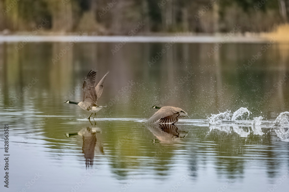 Canada Geese soaring above water Canada Geese soaring above water