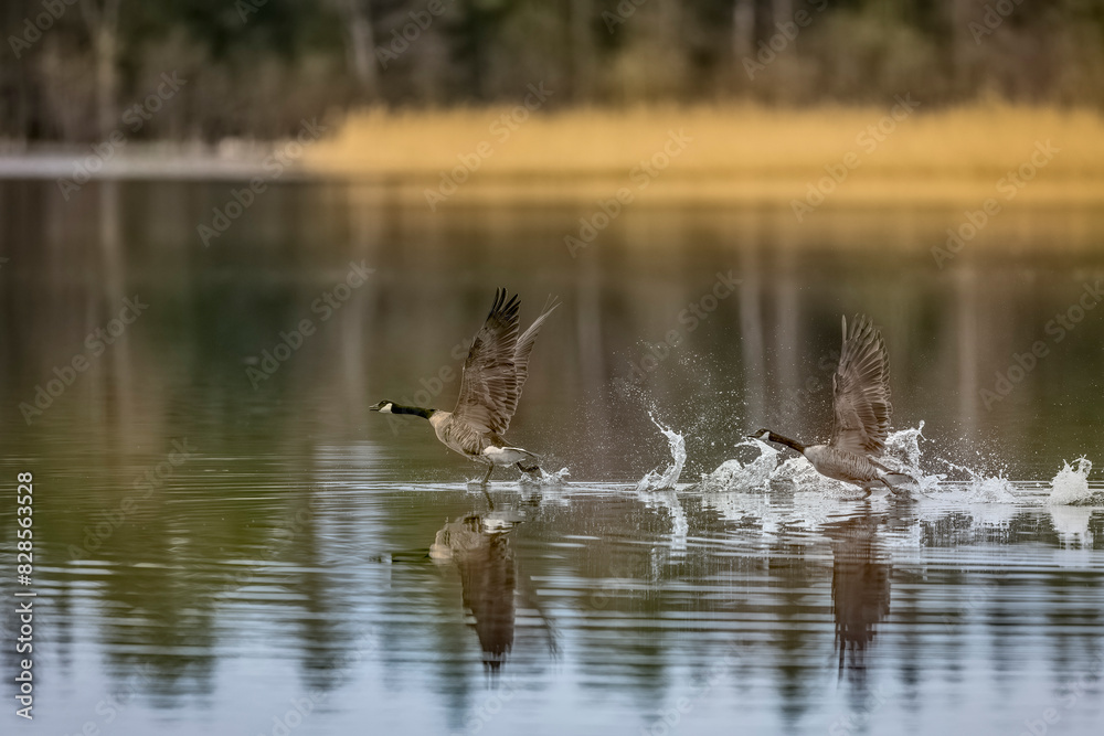 Canada Geese soaring above water Canada Geese soaring above water
