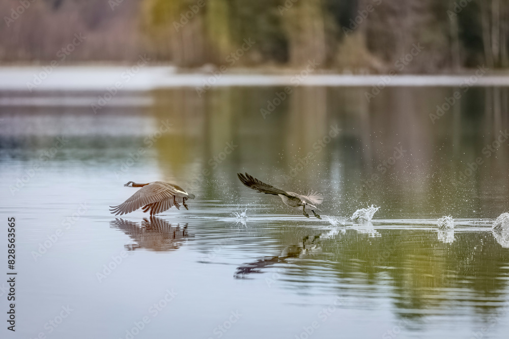 Canada Geese soaring above water Canada Geese soaring above water