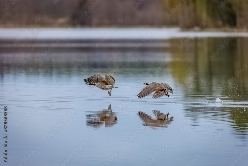Canada Geese soaring above water Canada Geese soaring above water