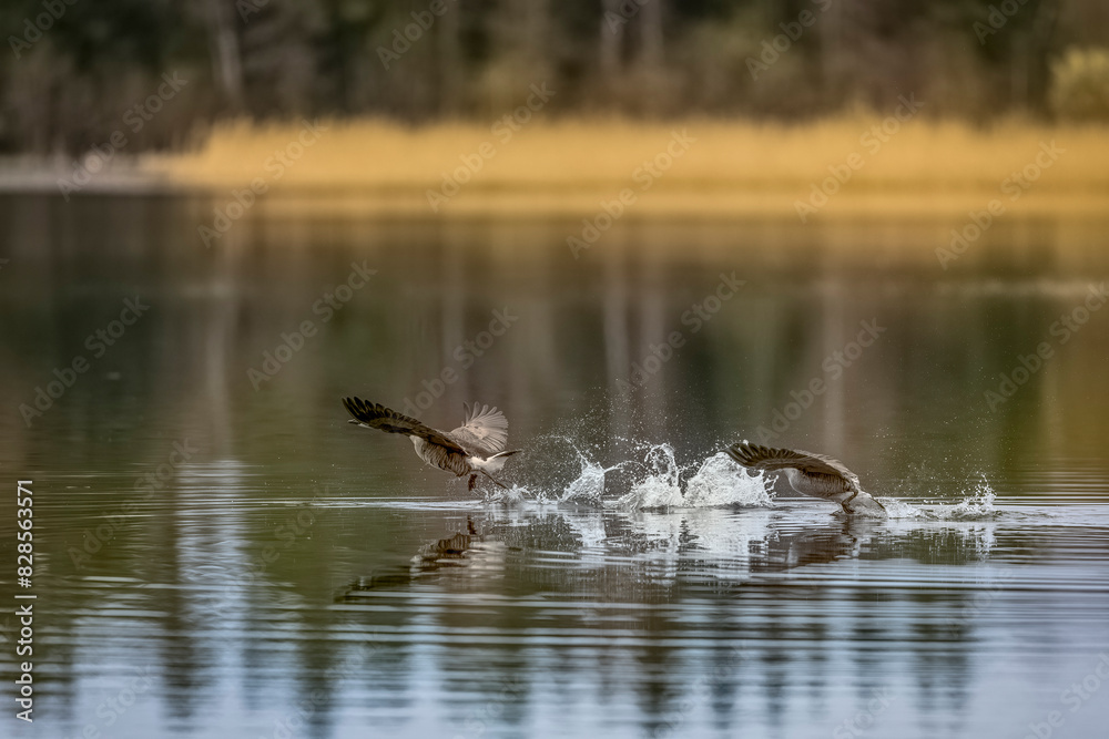 Canada Geese soaring above water