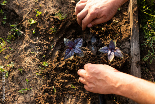 Planting basil  seedlings. A male farmer plants small basill seedlings in a garden with drip irrigation. Organic food production.. photo