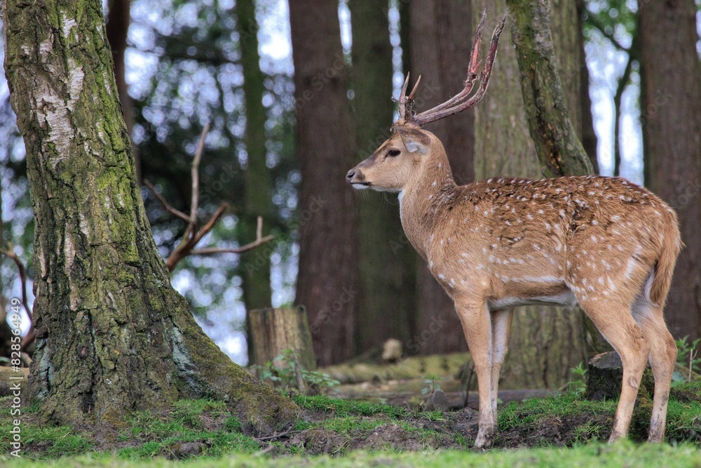 there is a deer that is standing in the grass next to trees there is a deer that is standing in the grass next to trees