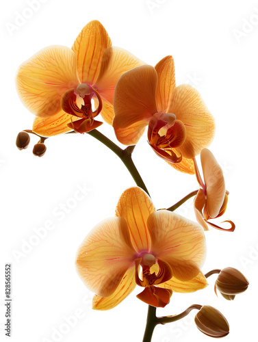 Orange orchid flowers isolated on white background.