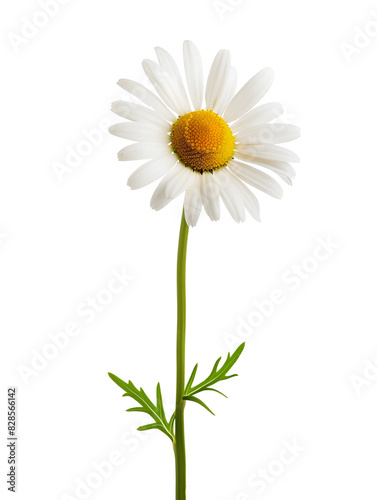 White chamomile flower isolated on white background.