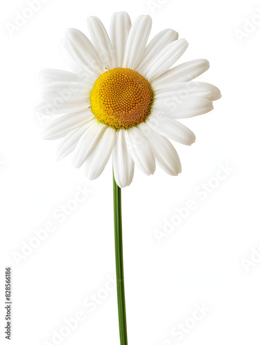 White daisy flower isolated on white background.