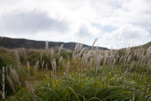 Plume grass : Whispering Reeds in Meadow