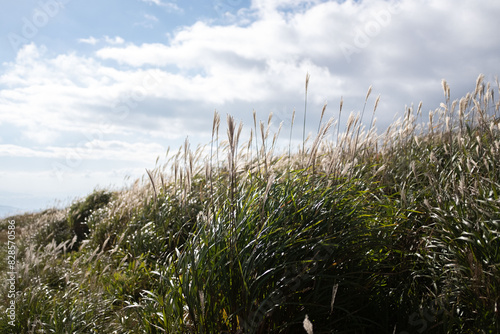 Plume grass : Whispering Reeds in Meadow