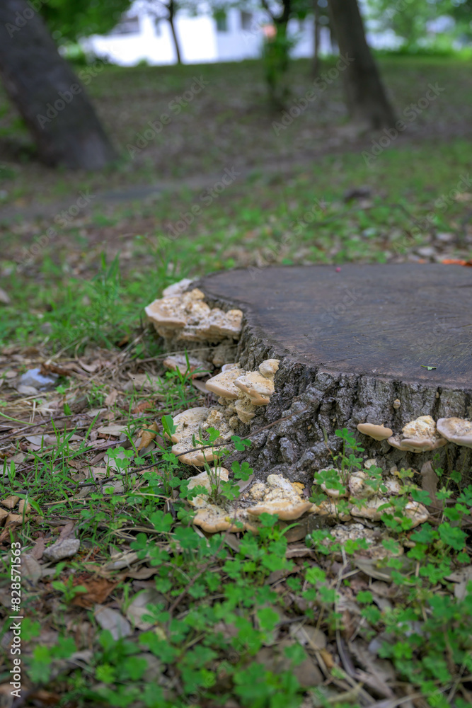 forest, tree, nature, autumn, wood, green, leaves, leaf, trees, path, woods, stone, landscape, park, grass, fall, plant, season, moss, summer forest, tree, nature, autumn, wood, green, leaves, leaf, trees, path, woods, stone, landscape, park, grass, fall, plant, season, moss, summer