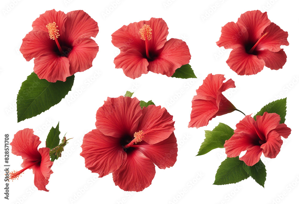 Set of various tropical red hibiscus flowers isolated on transparent background Set of various tropical red hibiscus flowers isolated on transparent background