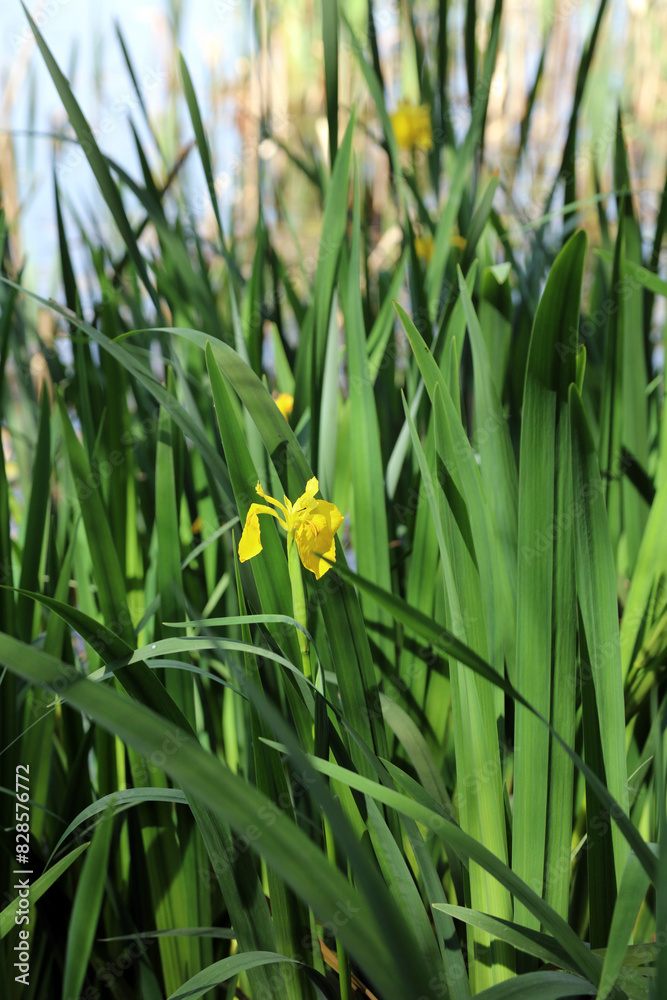 Yellow Iris bloom and foliage, Derbyshire England
