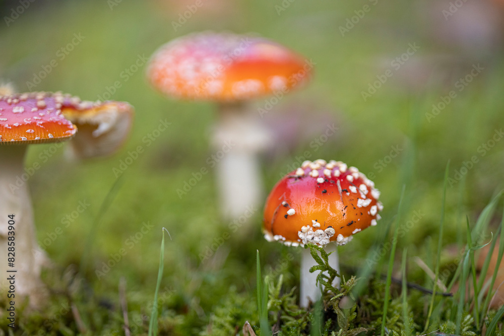 Amanita muscaria, también conocido como matamoscas o falsa oronja, entre otros nombres,12 es un hongo basidiomiceto muy común y popular, considerado venenoso Amanita muscaria, también conocido como matamoscas o falsa oronja, entre otros nombres,12 es un hongo basidiomiceto muy común y popular, considerado venenoso