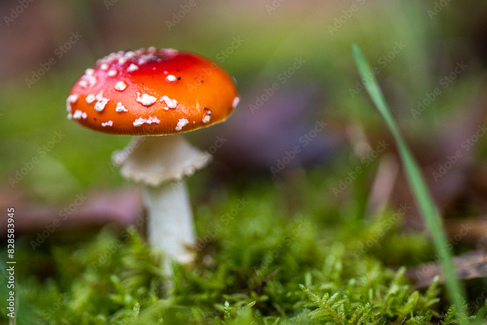 Amanita muscaria, también conocido como matamoscas o falsa oronja, entre otros nombres,12 es un hongo basidiomiceto muy común y popular, considerado venenoso Amanita muscaria, también conocido como matamoscas o falsa oronja, entre otros nombres,12 es un hongo basidiomiceto muy común y popular, considerado venenoso