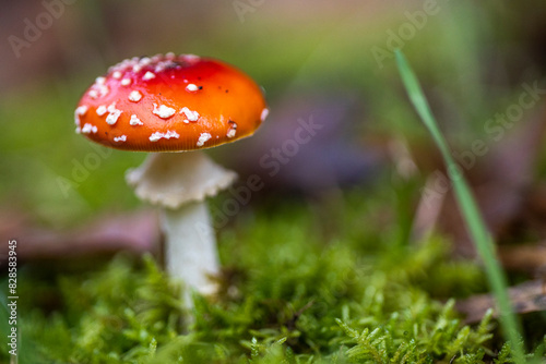 Amanita muscaria, también conocido como matamoscas o falsa oronja, entre otros nombres,1​2​ es un hongo basidiomiceto muy común y popular, considerado venenoso