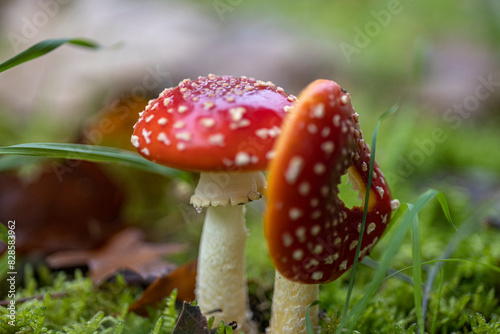 Amanita muscaria, también conocido como matamoscas o falsa oronja, entre otros nombres,1​2​ es un hongo basidiomiceto muy común y popular, considerado venenoso