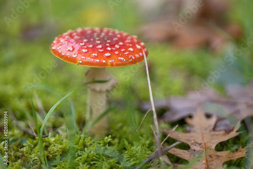 Amanita muscaria, también conocido como matamoscas o falsa oronja, entre otros nombres,1​2​ es un hongo basidiomiceto muy común y popular, considerado venenoso