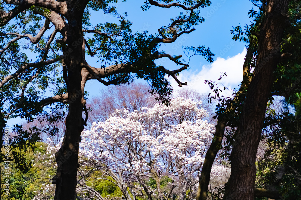 Fototapeta premium tree in bloom