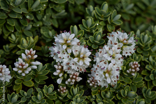 Hebe, or shrubby Veronica, Sutherlandii type