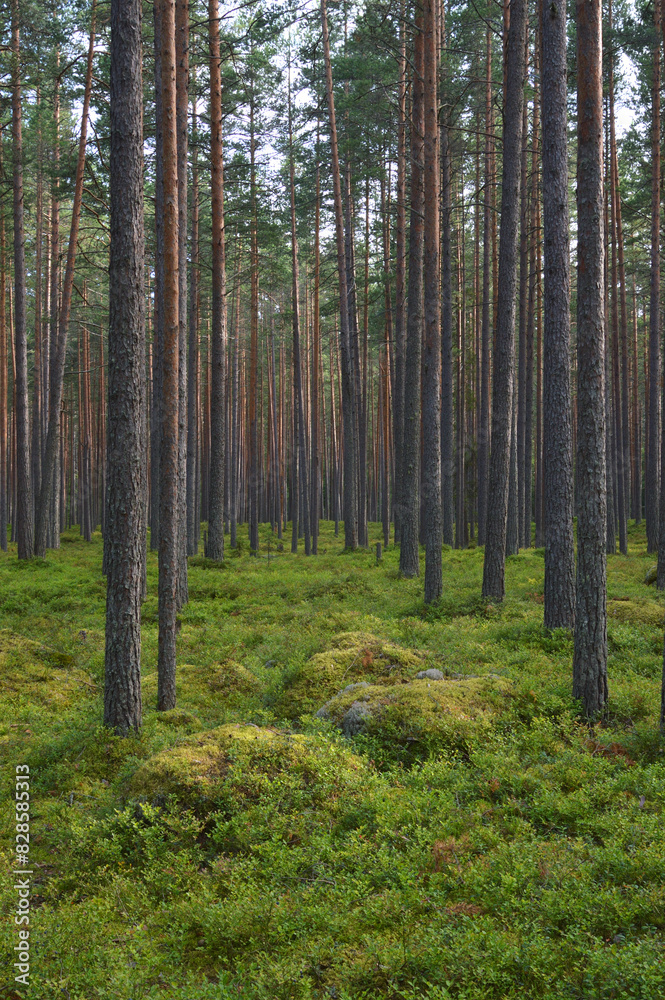 Fototapeta premium Pine forest on summer day.
