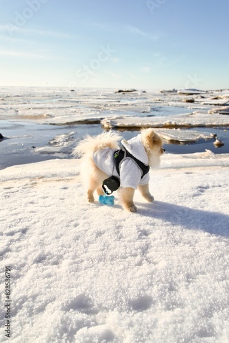 dog running on the beach