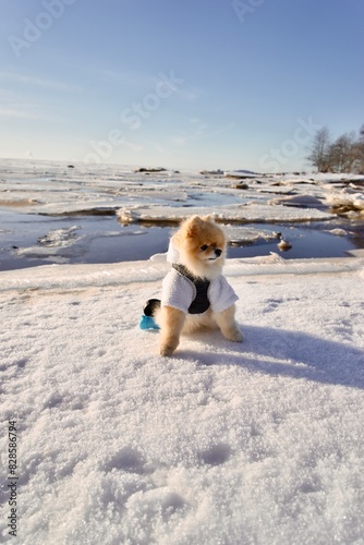 little child playing with their dog