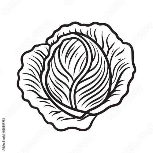 Doodle Icon of Fresh Cabbage. Healthy Eating Design Element. Simple Outline Vegetable Illustration.