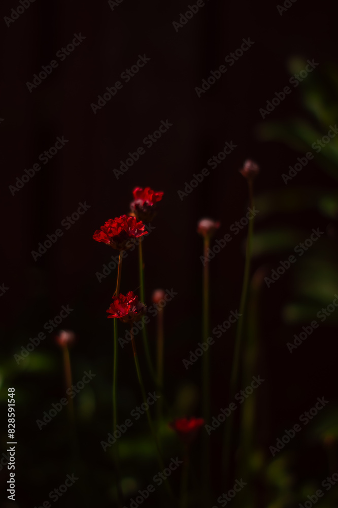 red flower in the garden. A close-up of vibrant red Armeria flowers, also known as lady's cushion, thrift, or sea pink, set against a dark background.