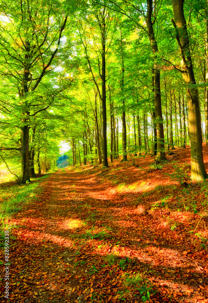 Landscape, nature and forest path in autumn sunshine for conservation, sustainability or biodiversity. Empty, environment and trees with fall foliage for greenery, exploration or ecosystem in Oregon Landscape, nature and forest path in autumn sunshine for conservation, sustainability or biodiversity. Empty, environment and trees with fall foliage for greenery, exploration or ecosystem in Oregon