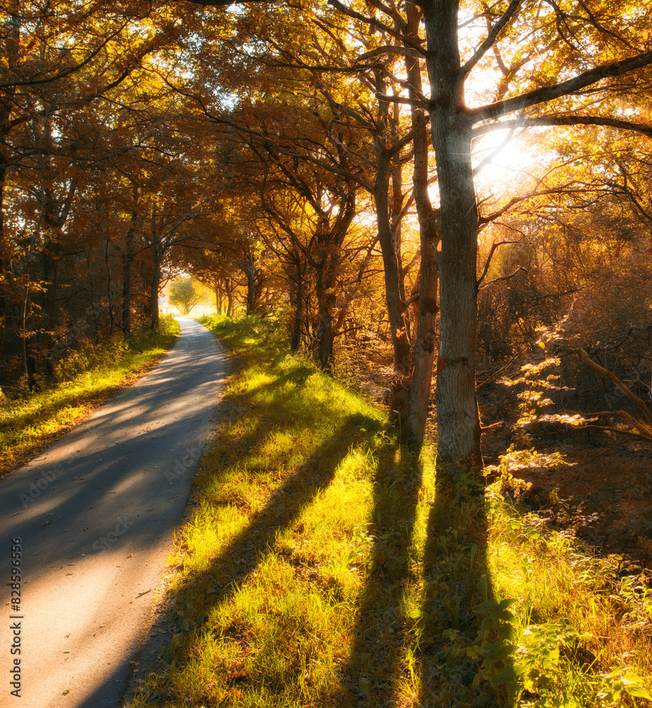 Path, trees and forest with sunlight in nature, garden and park landscape in Japan by countryside. Outdoor, natural environment and scenic view for adventure, travel and vacation holiday in yard