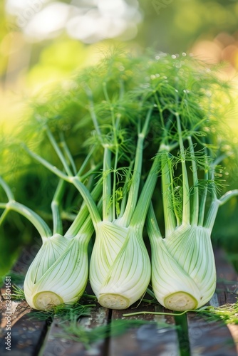 fennel grows in the garden on the farm photo