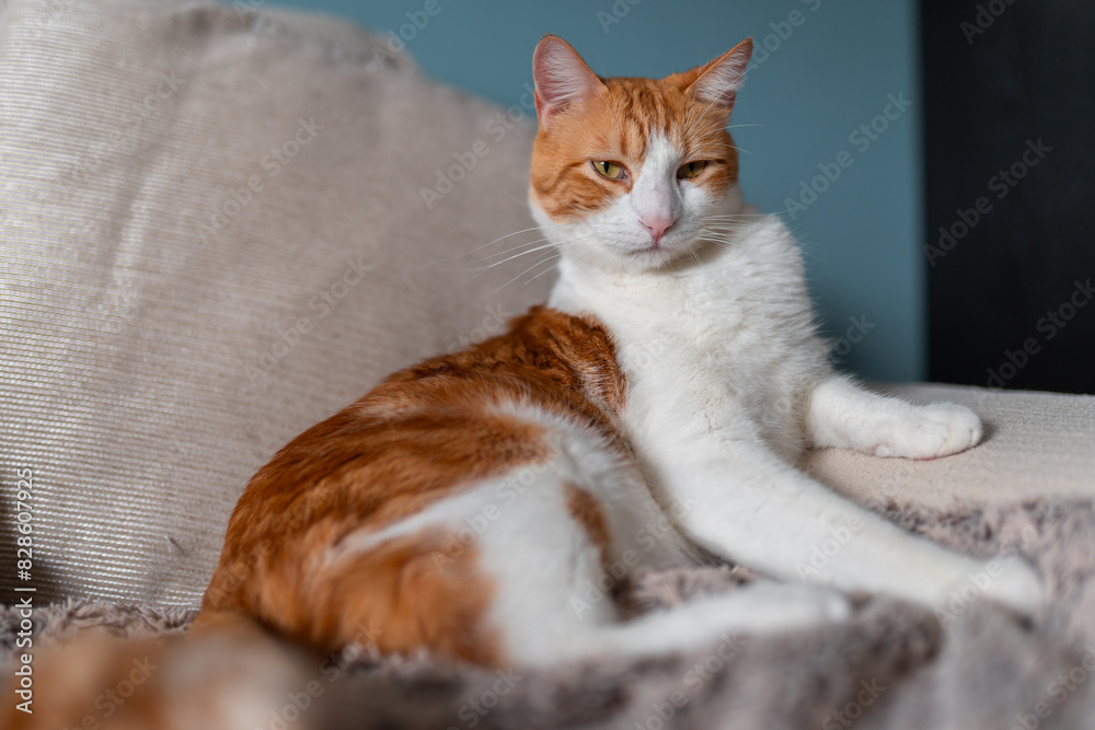 Obraz premium brown and white cat with yellow eyes lying on a sofa