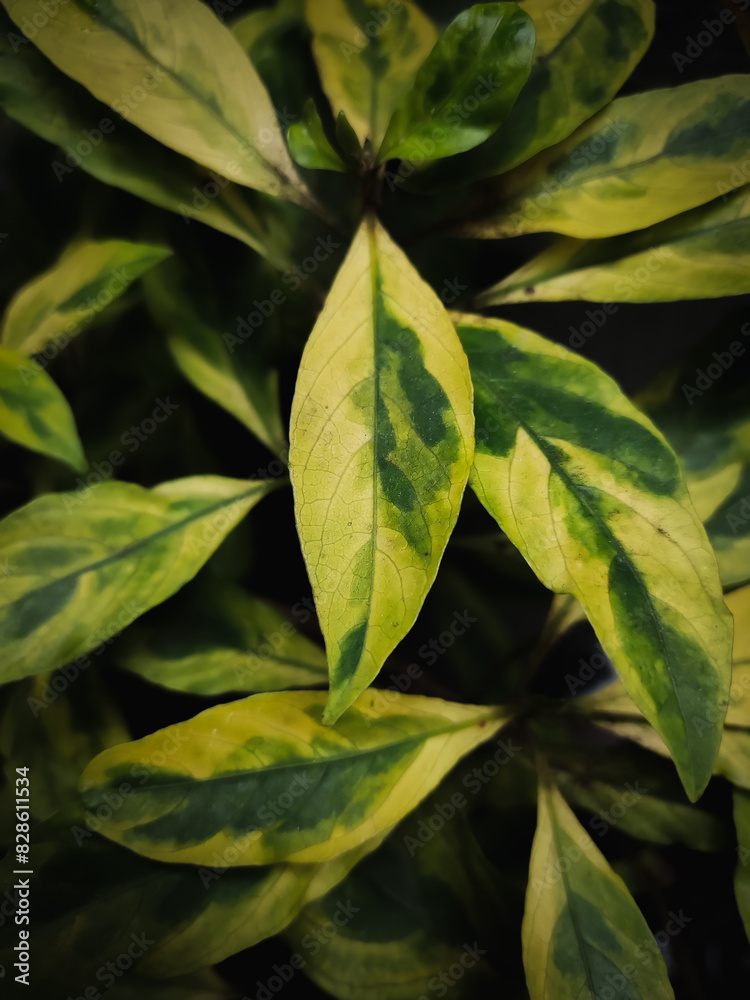 green leaves with dark background green leaves with dark background