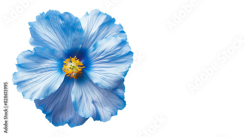 a close up view of a flower on a white surface