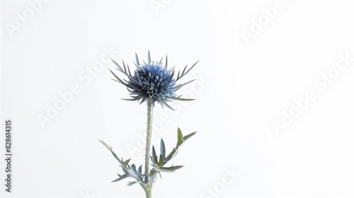 blue thistle plant against white wall during daytime time with snow around