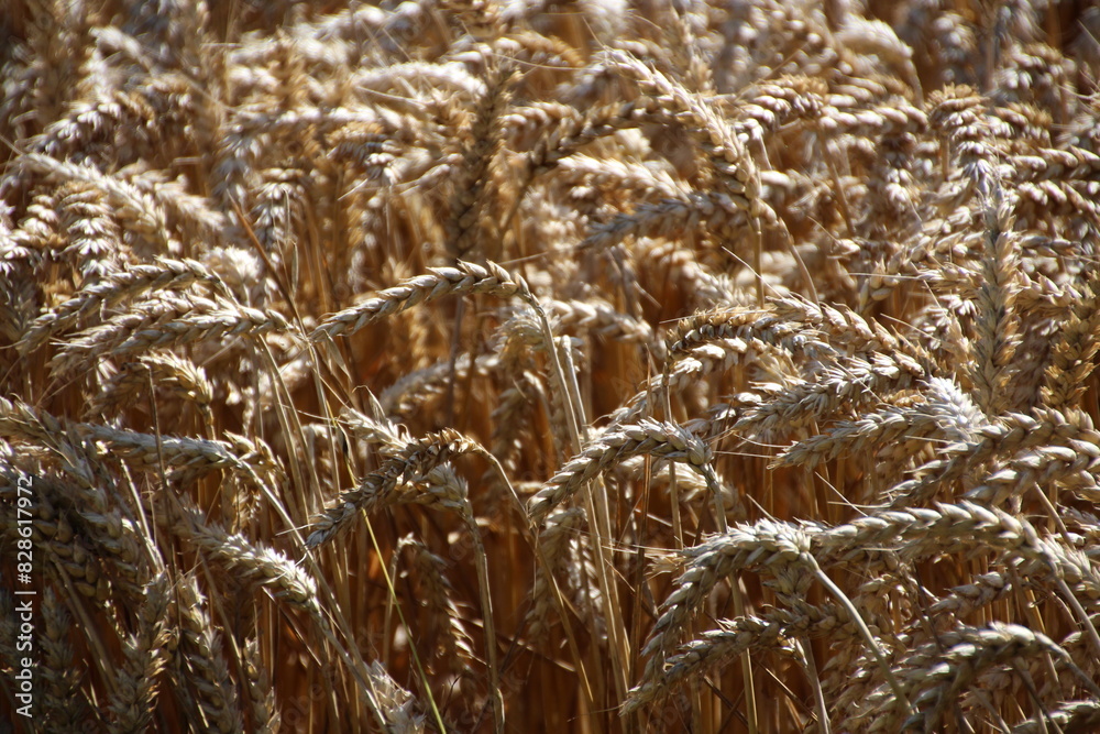 Fototapeta premium Wheat