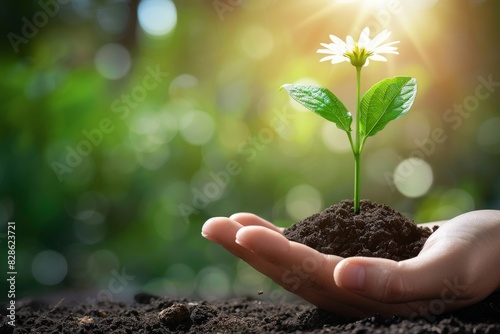 Wallpaper Mural Hand holding small seedling in soil, close up with sunlight and green background, emphasizing new growth and gardening care Torontodigital.ca